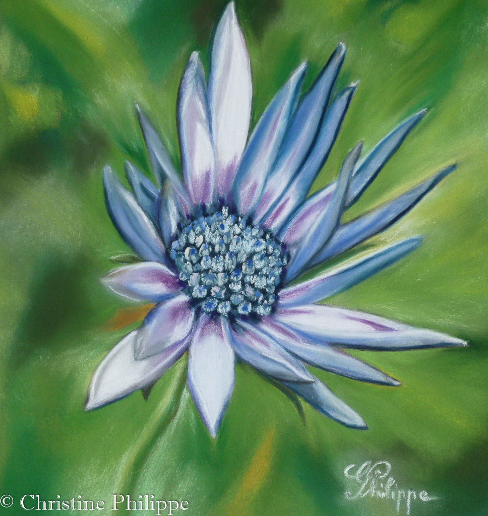 Aster