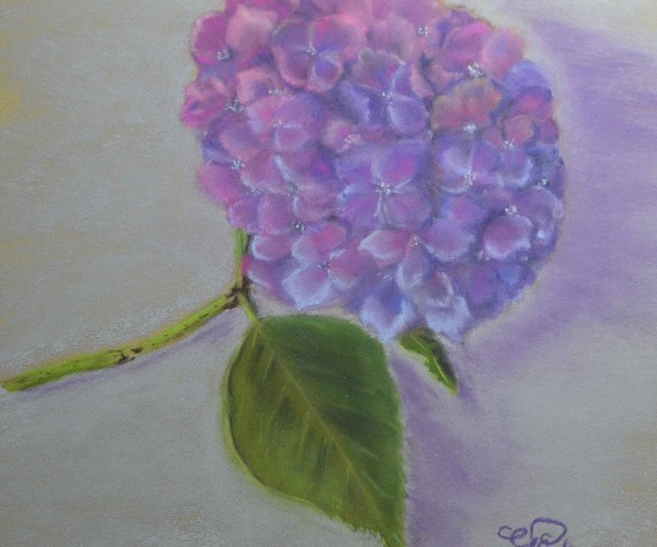 Hortensia