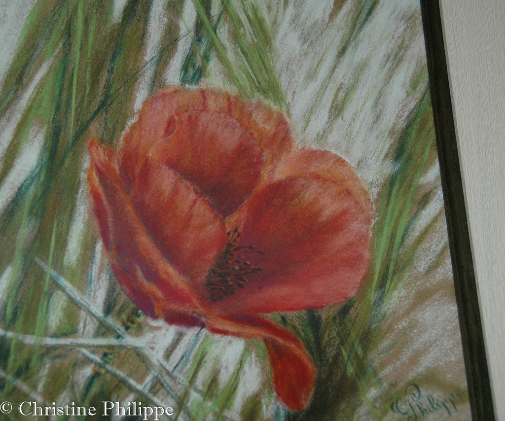 Joli coquelicot