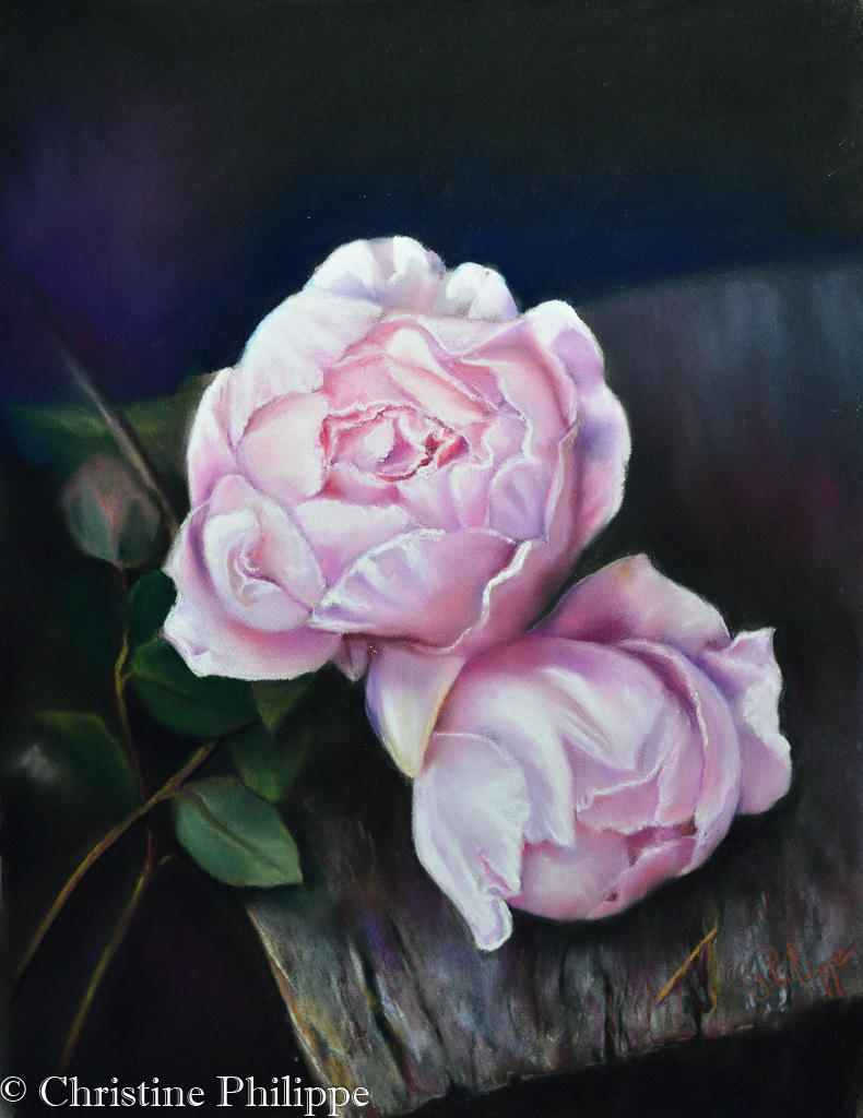 Roses anciennes