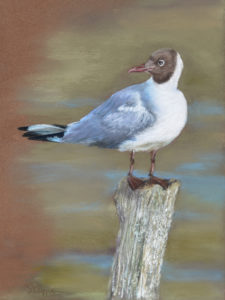 Mouette rieuse - Pastel sec sur Pastel card. première d'une série de 3 mouette rieuse - pastel sec sur pastel card .