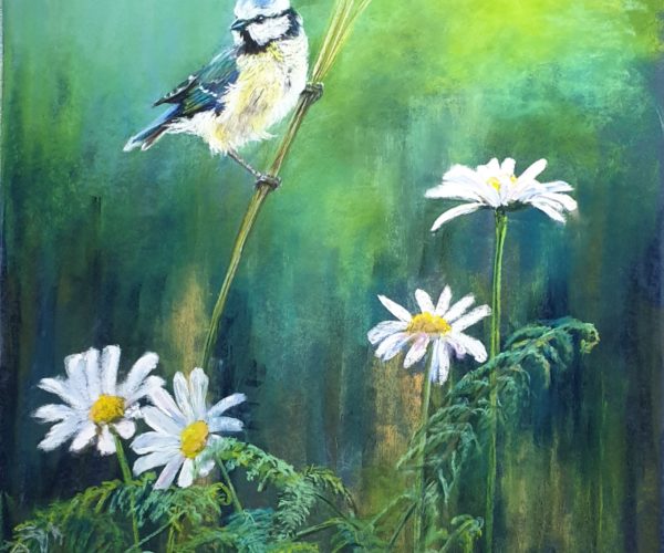 Fin d&rsquo;été, mésange bleue, équilibre fragile