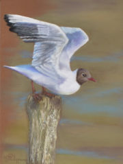 Mouette rieuse, prête à l'envol , Pastel sec sur Pastelcard - 2ème d'une série de 3