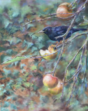 oh la gourmande ! Elle était là devant moi, dégustant mes pommes reinettes ! allez je lui pardonne ! Pastel sec sur pastel mat 40x50 cm et 58x68cm encadré